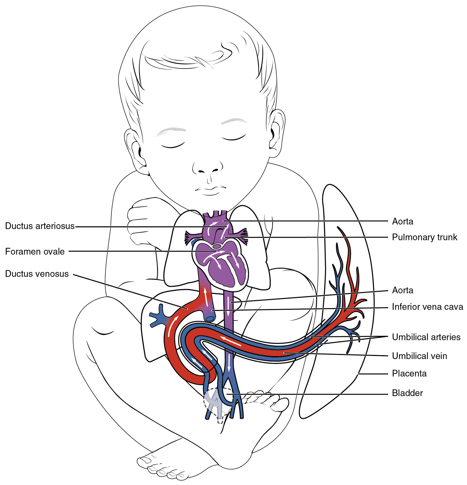 Development of Blood Vessels and Fetal Circulation - StoryMD