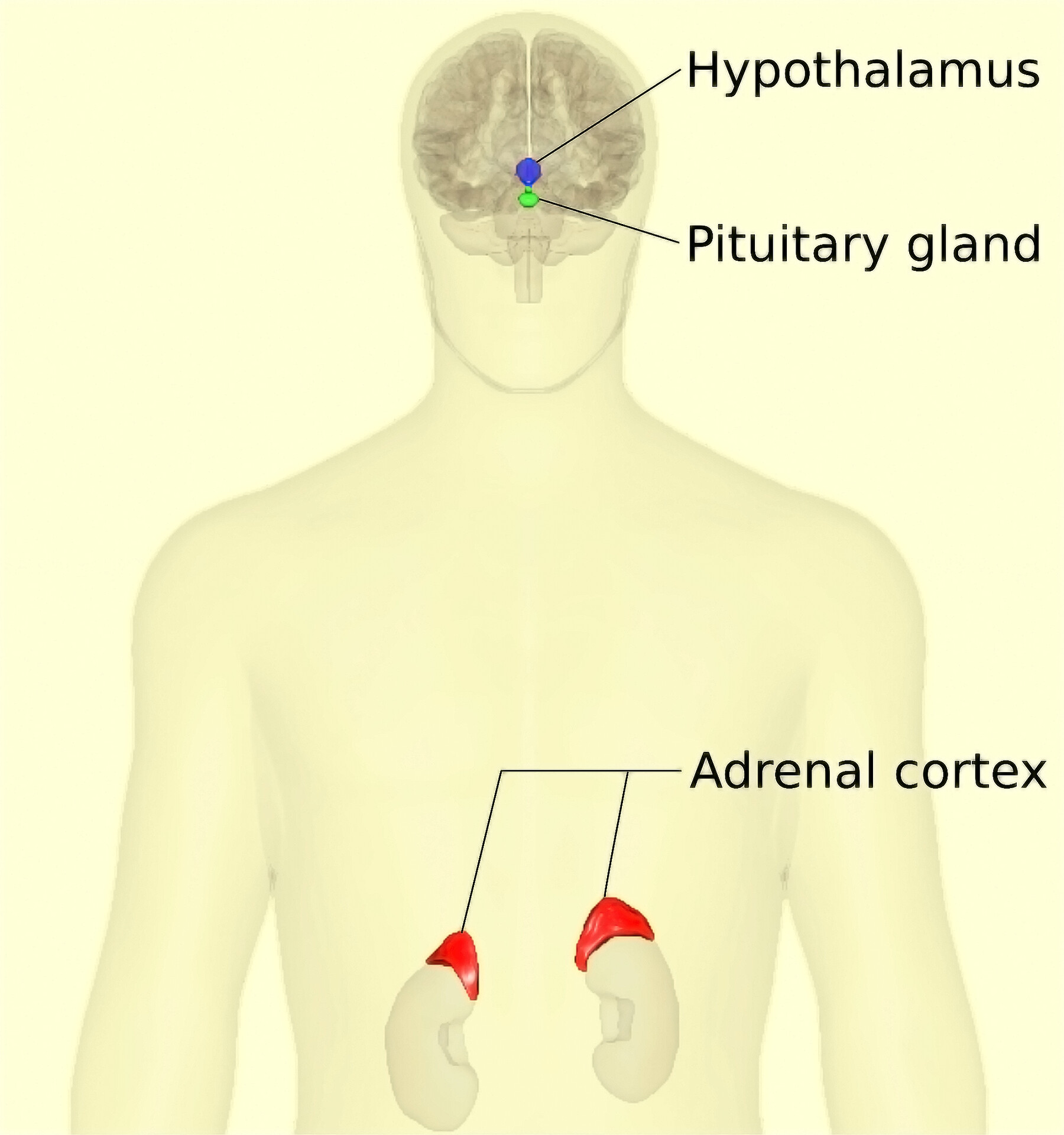 adrenal medulla brain