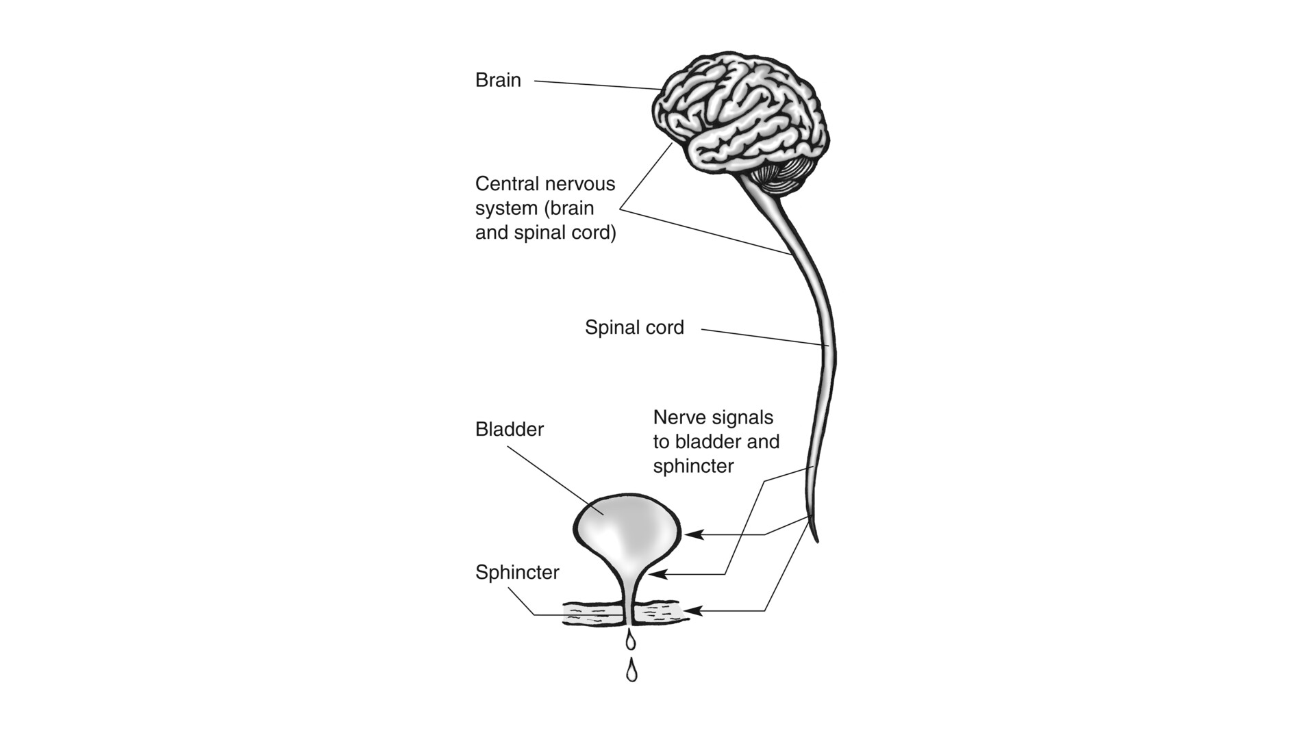 Schematic drawing illustrating the blood supply to the spinal cord. |  Download Scientific Diagram