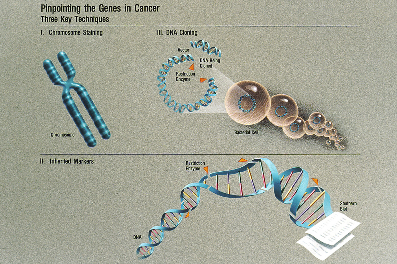 What Is Genetic Testing StoryMD