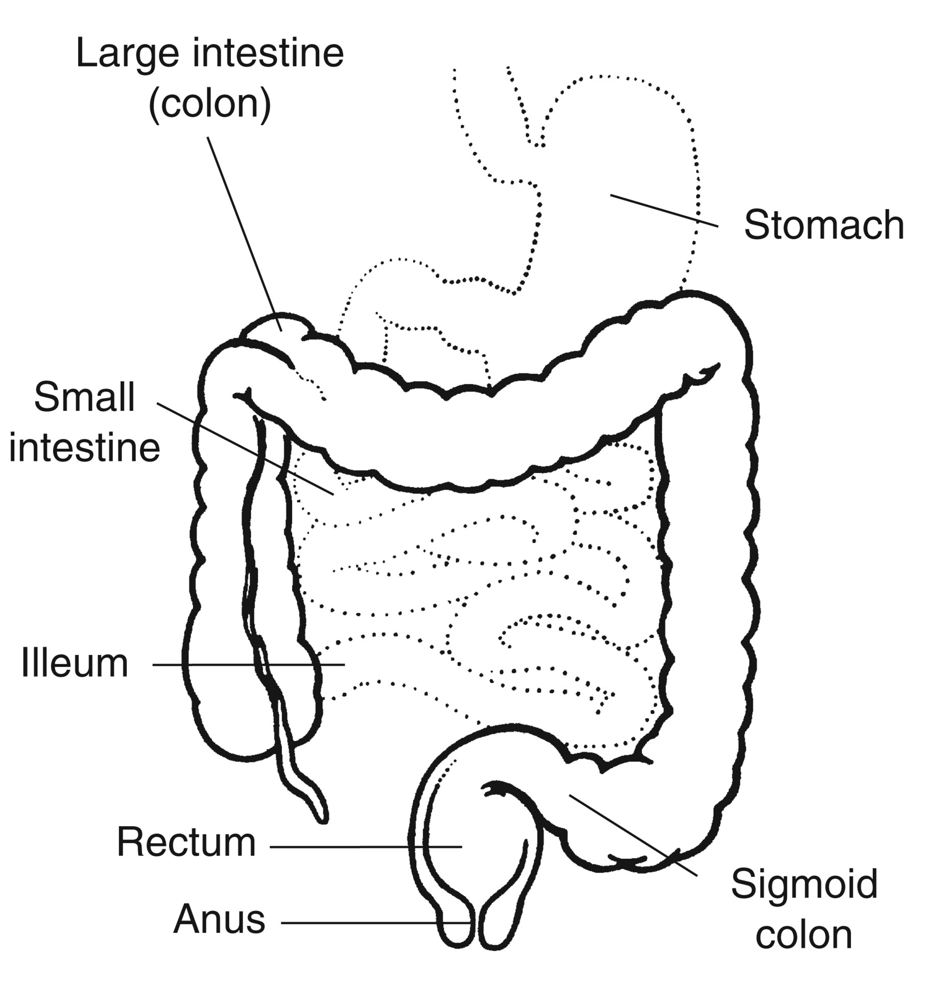 Digestive tract with labels pointing to the liver, stomach, small intestine,  colon, rectum, and anus - Media Asset - NIDDK