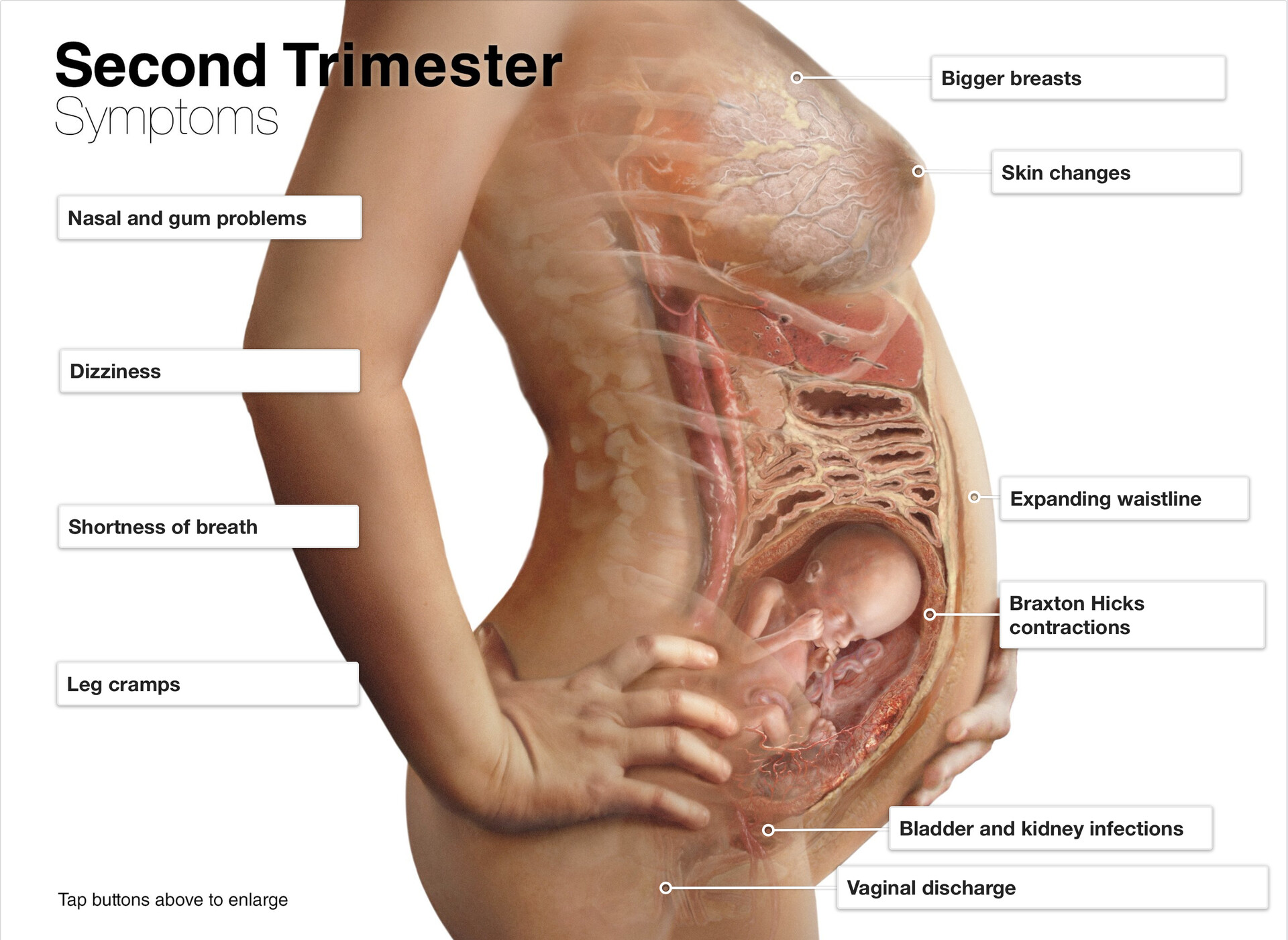 What To Expect In Your Second Trimester Of Pregnancy