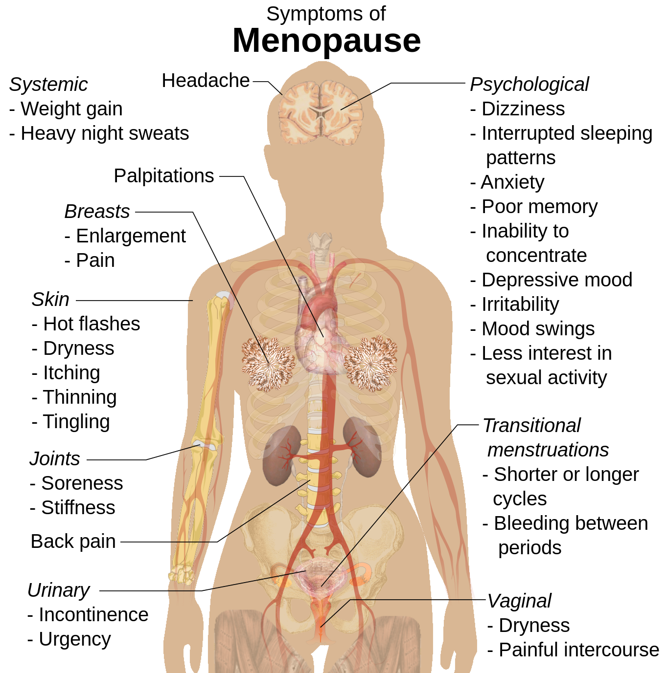How Will Menopause Affect Me? StoryMD