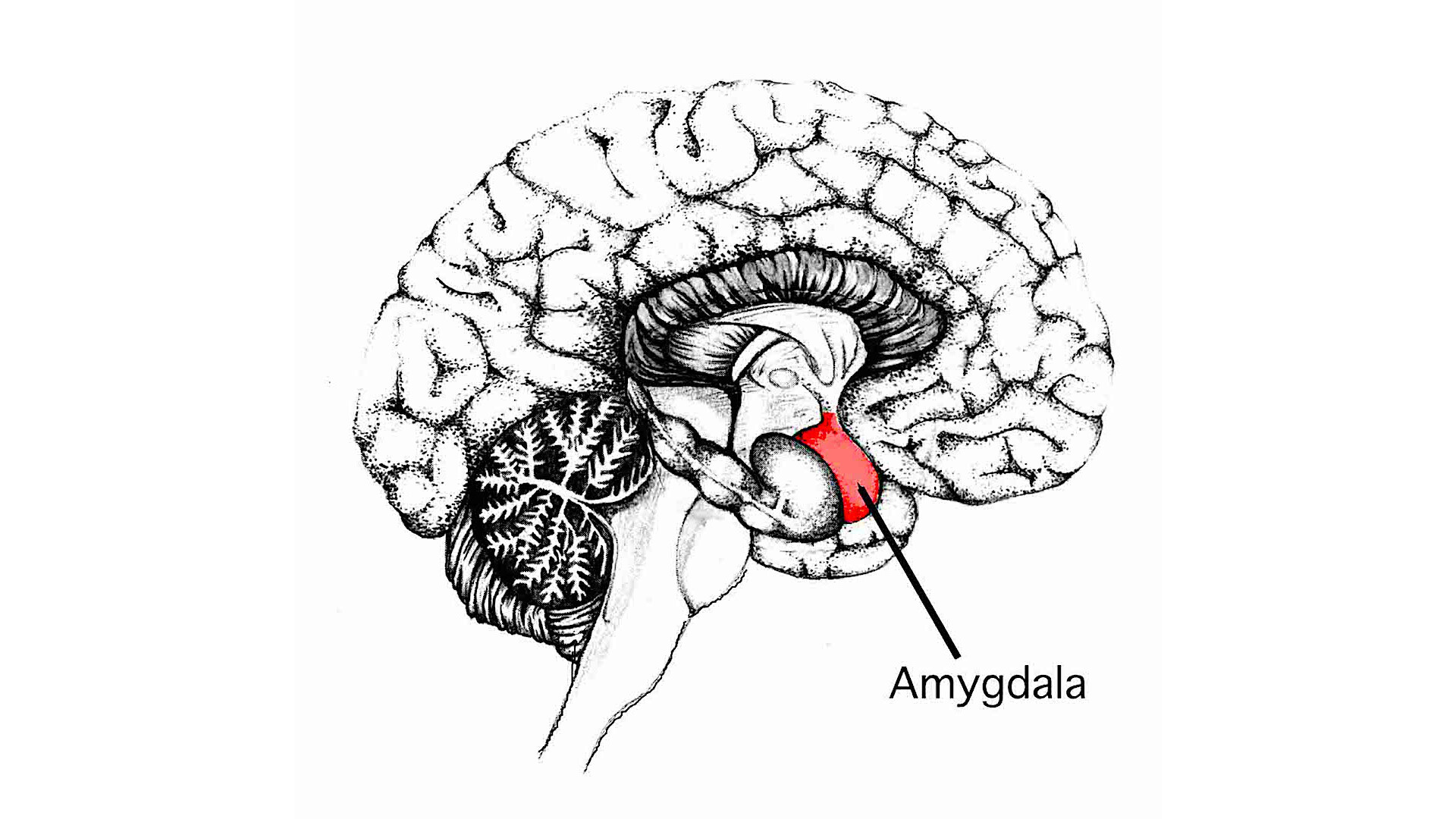 Amygdala - StoryMD