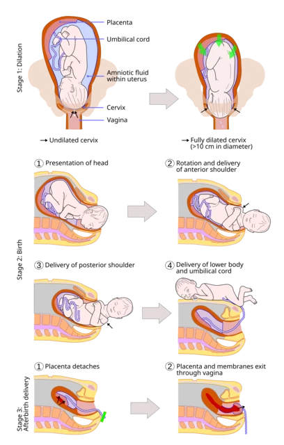Stages In Labor Progress