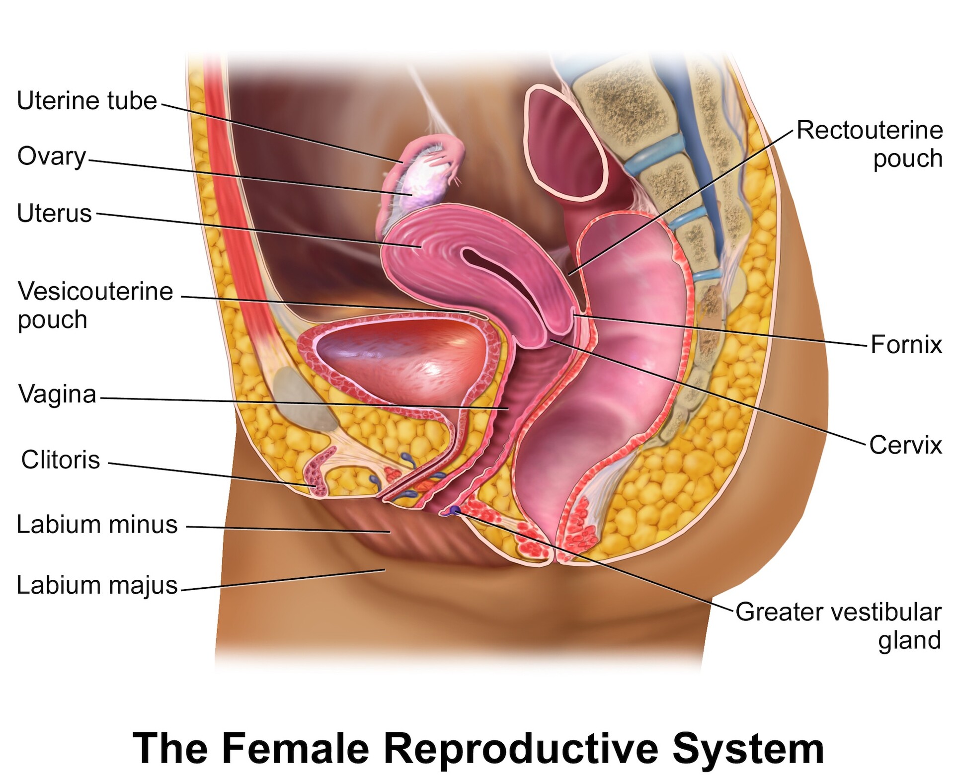 Female Reproductive System - Overview - StoryMD