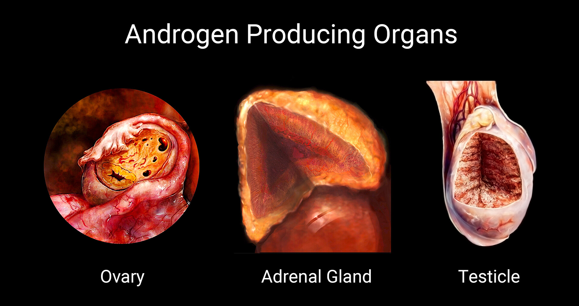 what-is-androgen-insensitivity-syndrome-storymd