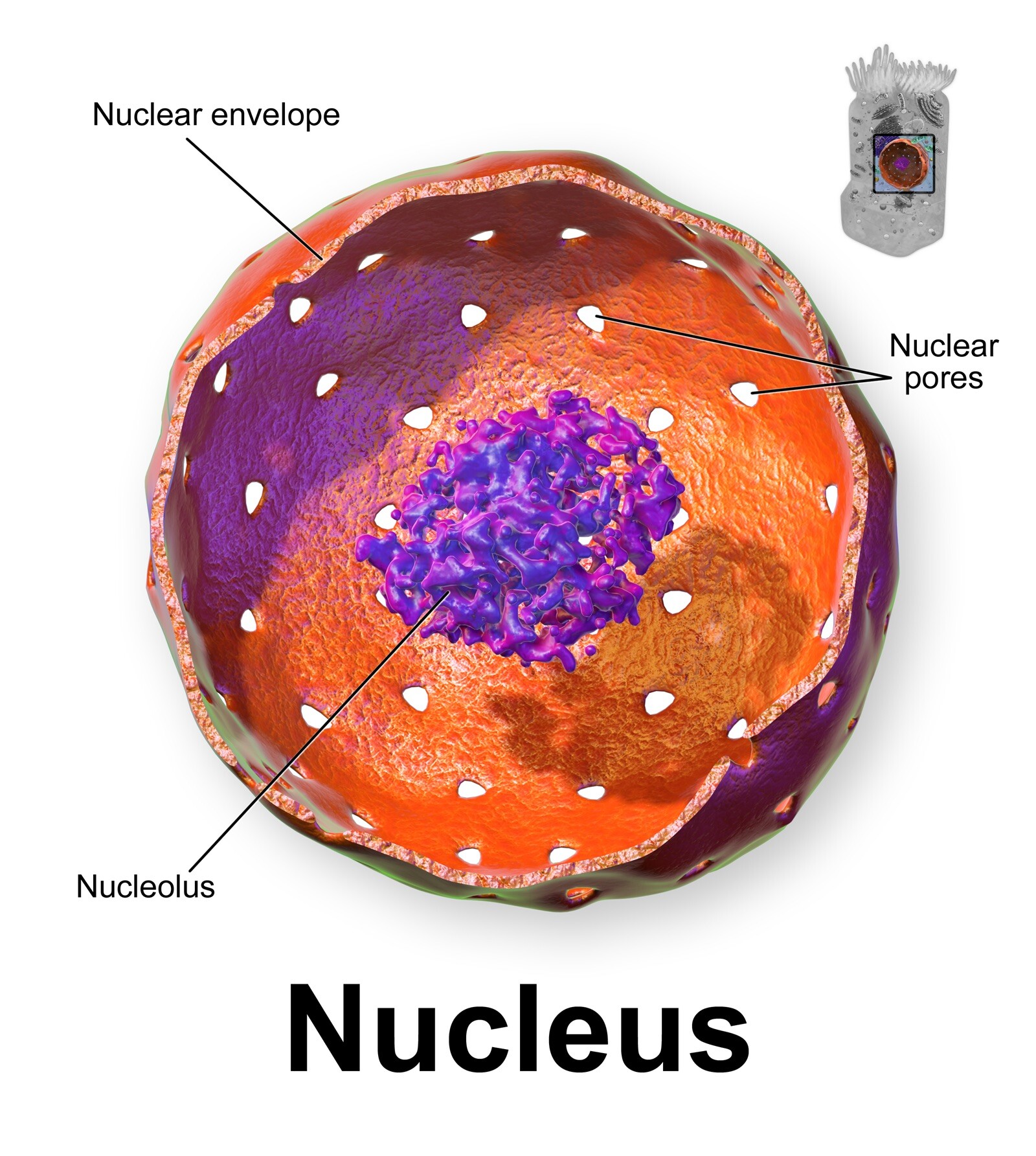 What Is a Nucleus? - StoryMD