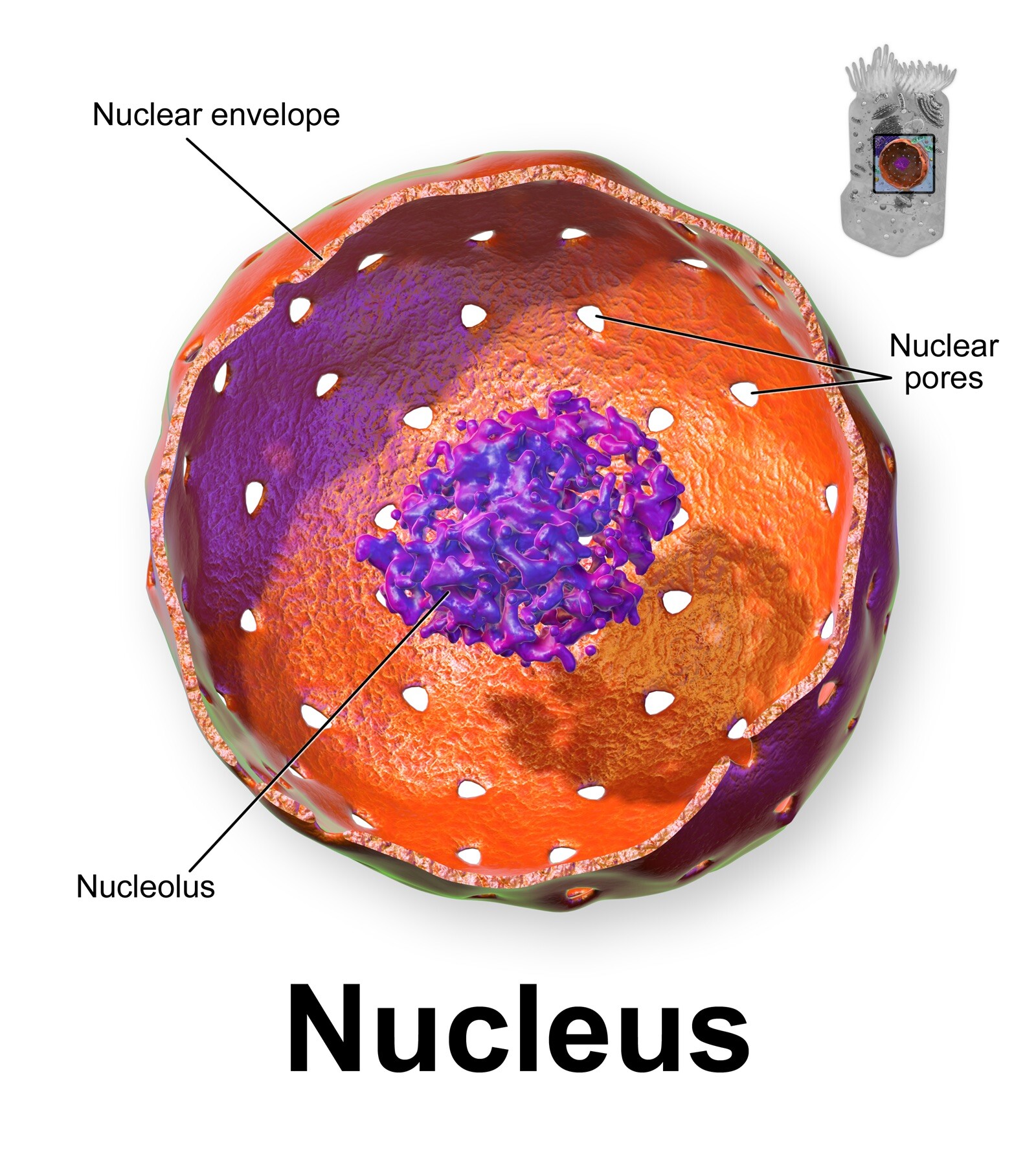 What Is A Nucleus StoryMD