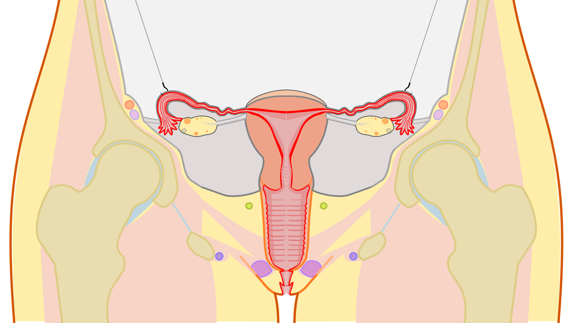 DIAGRAM SIDE VIEW Female Reproductive System Diagram | Quizlet