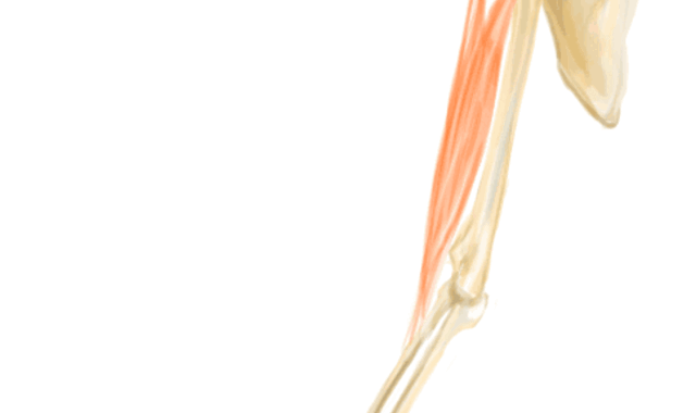 right proximal biceps tendinitis icd 10