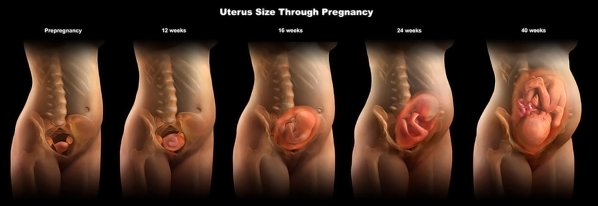 Uterus During Pregnancy: Sizes And How It Works