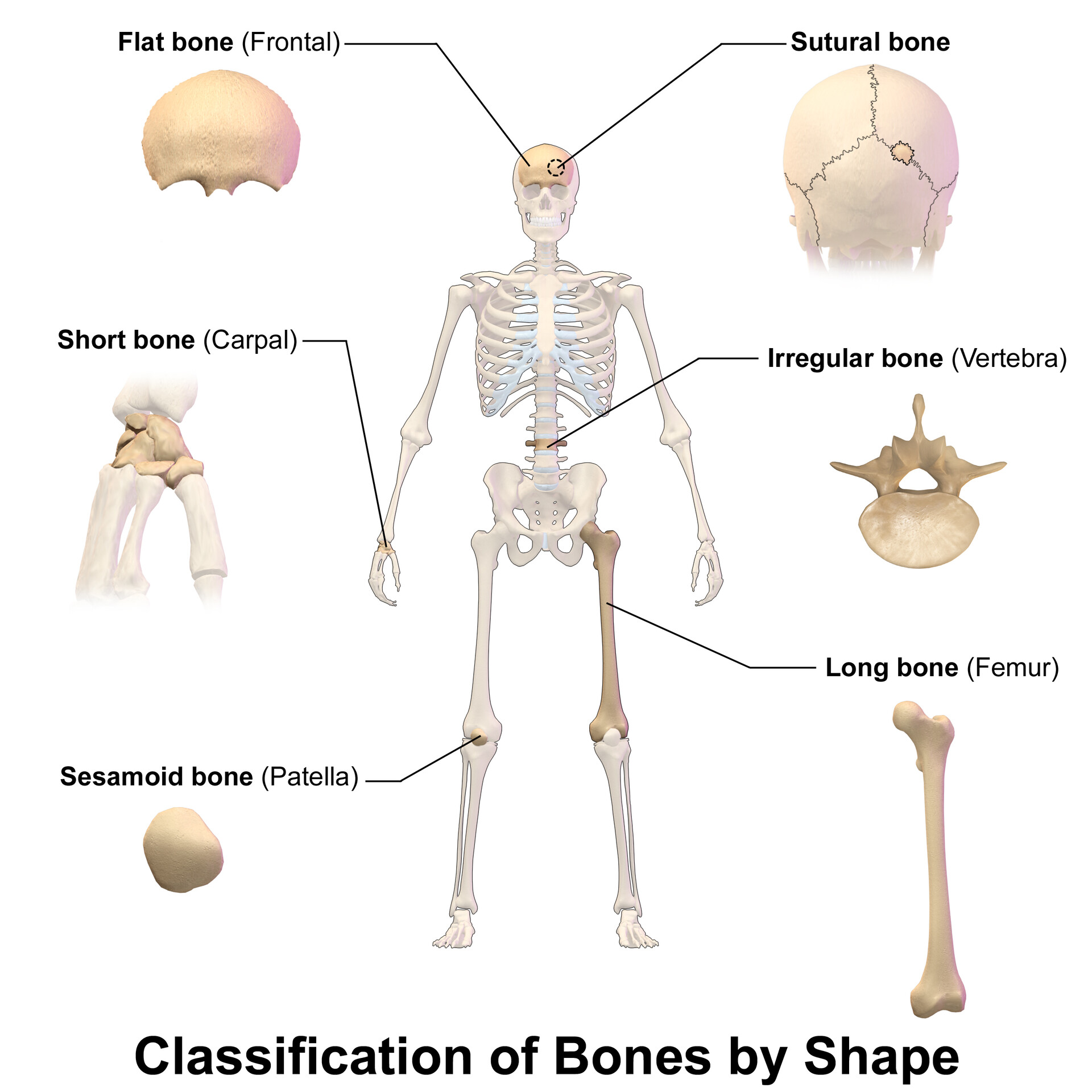 Classification Of Bones StoryMD