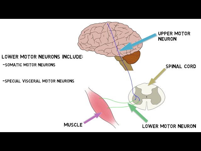 Somatic Motor Neuron What Is It - Infoupdate.org