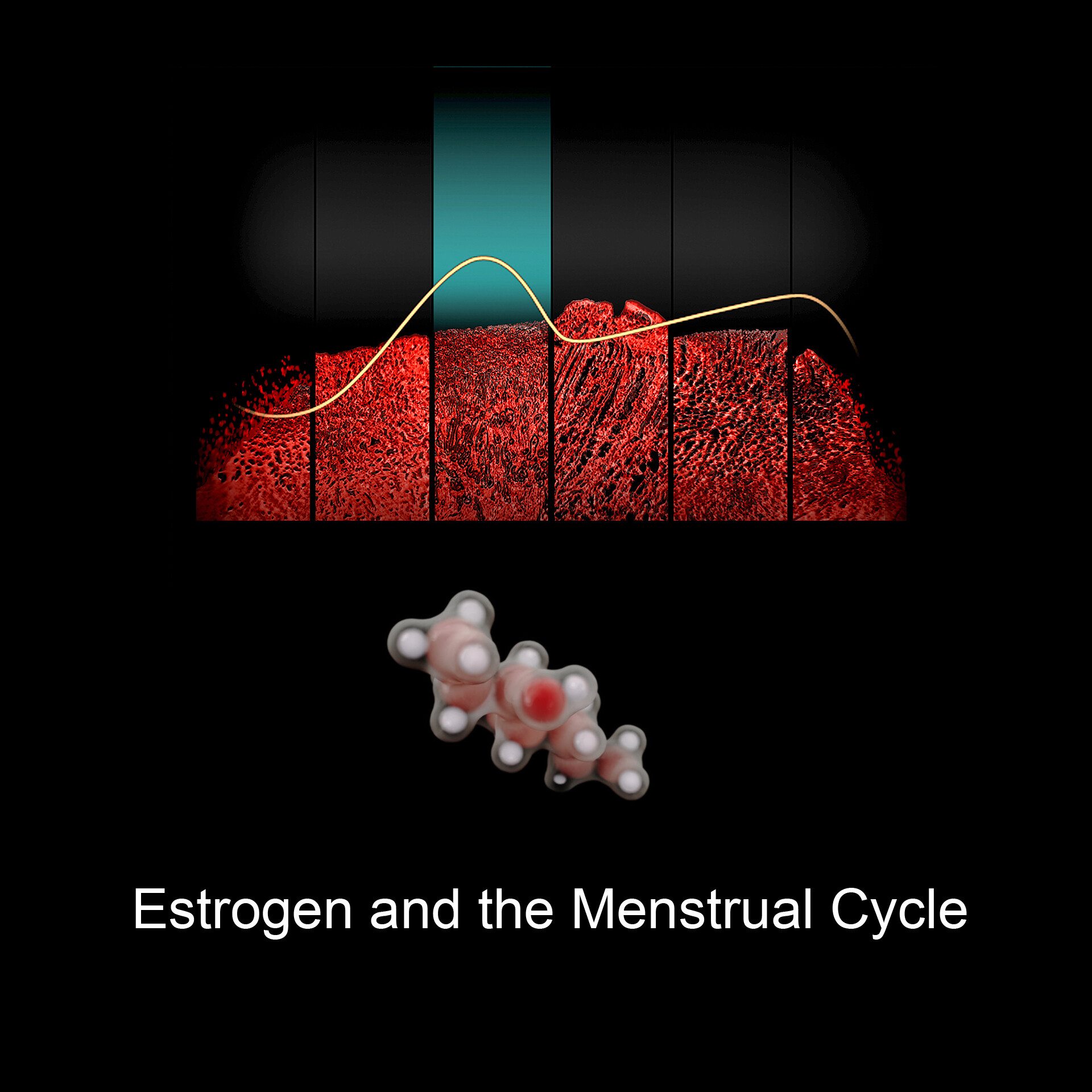 Women's Fertility and Menstrual Function - StoryMD