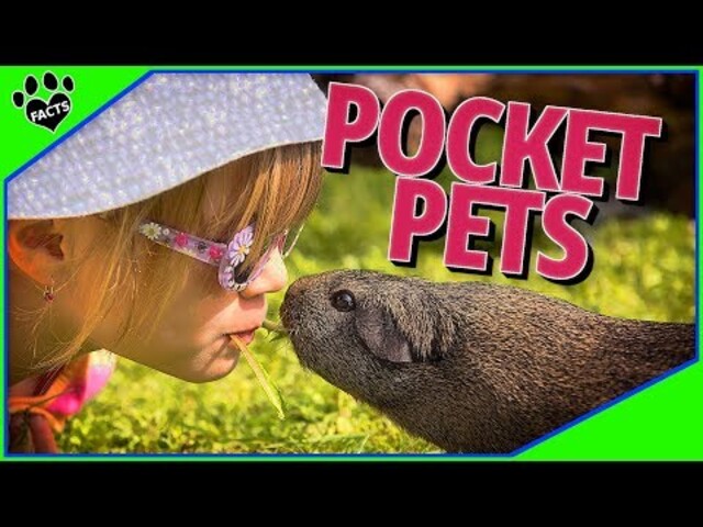 Best best sale pocket pets