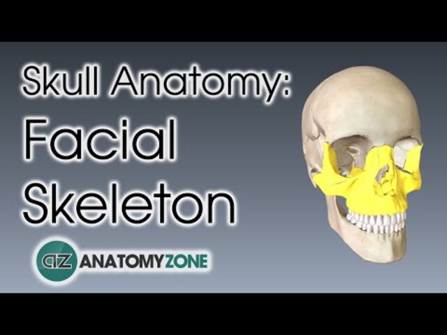 Skull Bones Mnemonic (Cranial and Facial Bones)