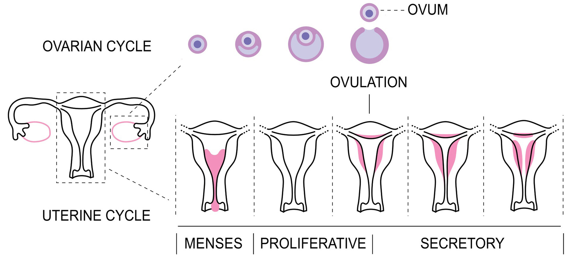 Understanding a Woman's Fertility Cycle 