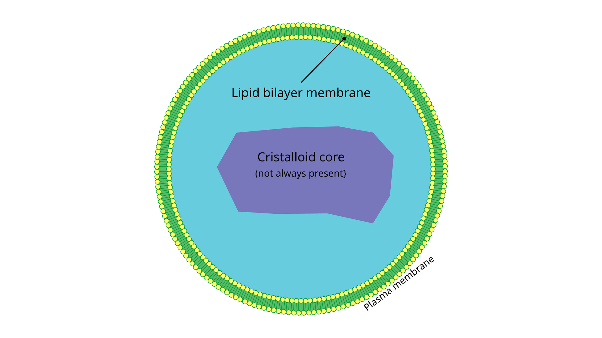 Rhizomelic Chondrodysplasia Punctata - StoryMD