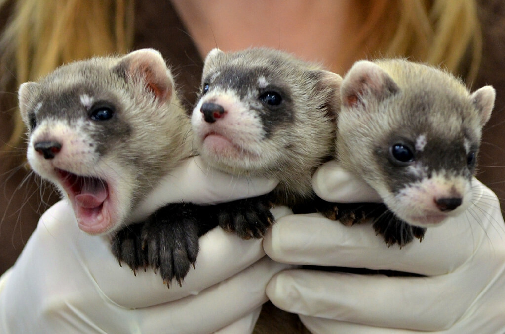 Ferret adoption sale centers near me