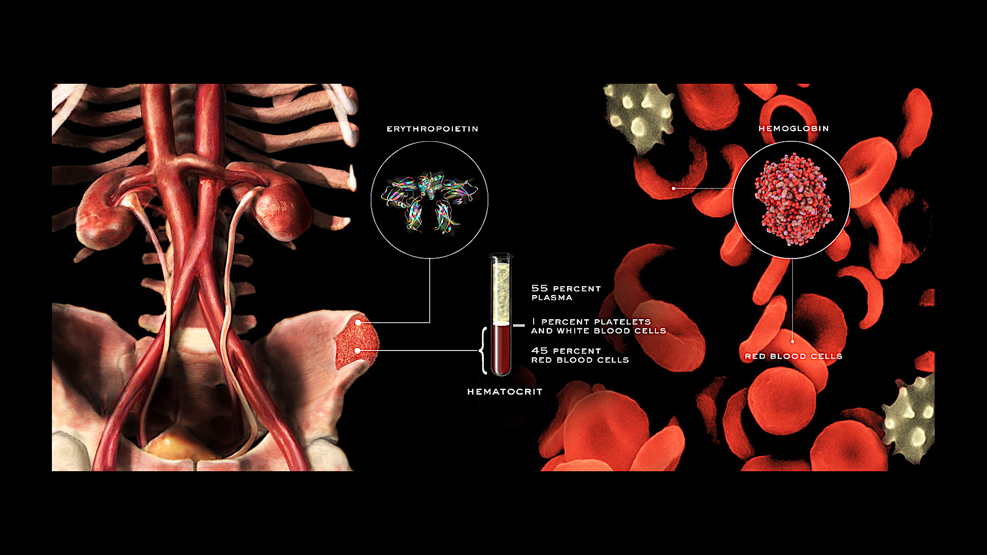 Erythropoietin Test Why Is It Done and What the Results Mean StoryMD