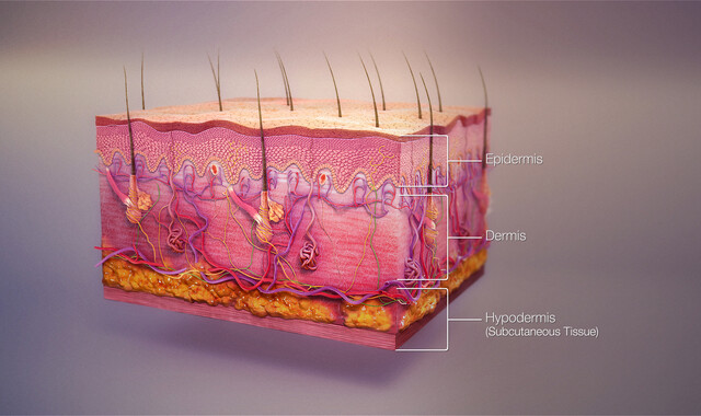 Human Skin: Anatomy, Layers, Functions - StoryMD