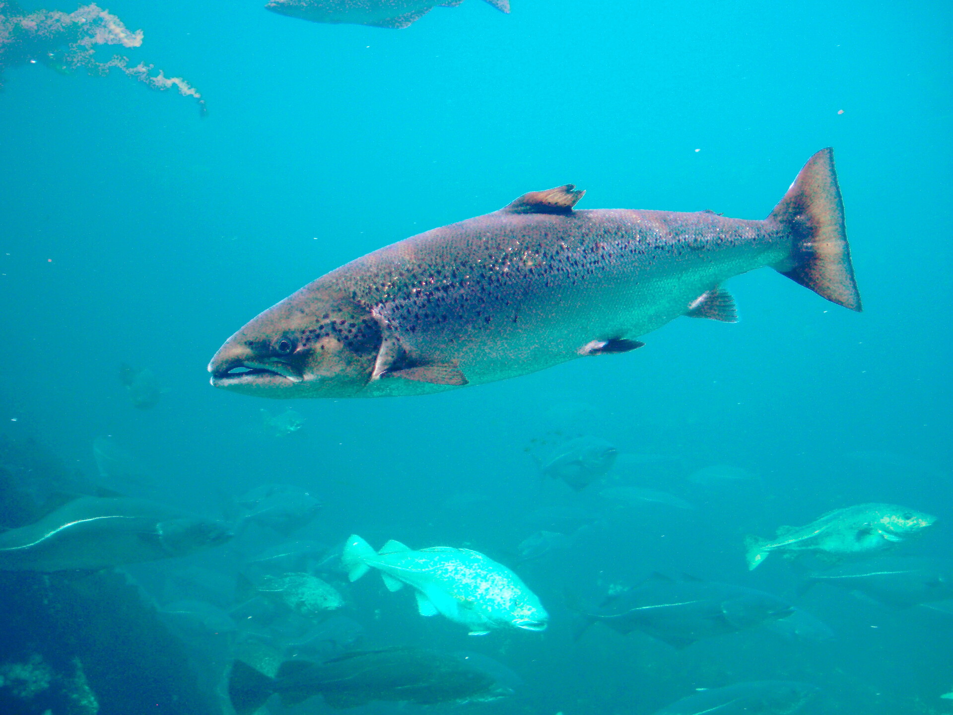 Atlantic Salmon (Salmo salar): Seafood Facts & Safety - StoryMD