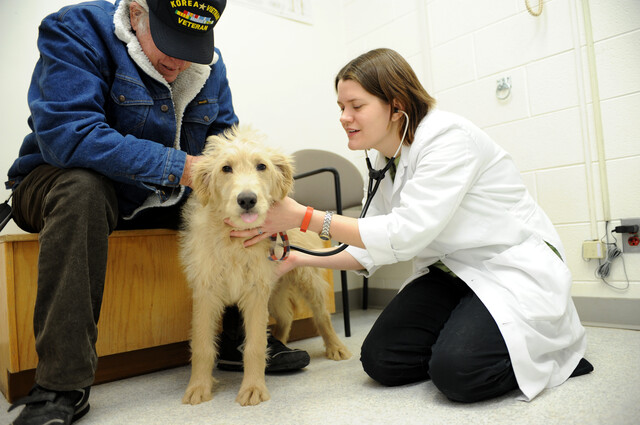 Caring for household pets