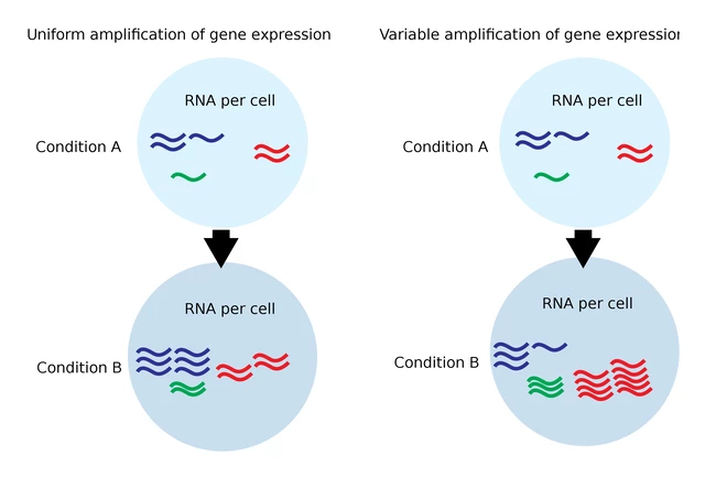 What Is Gene Amplification StoryMD