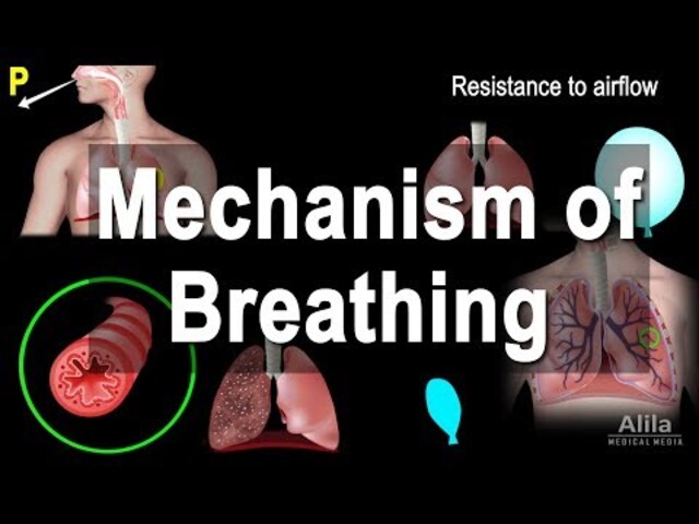 How the Lungs Work - How Your Body Controls Breathing