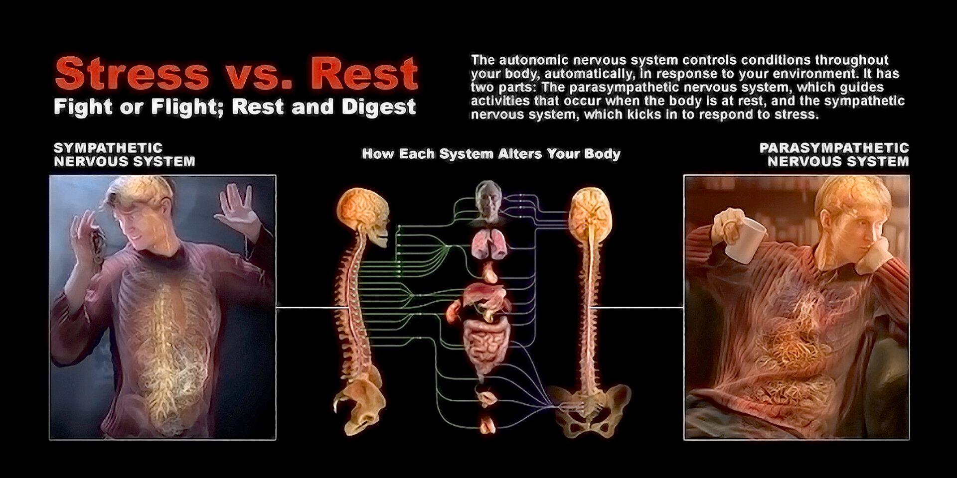 Divisions Of The Autonomic Nervous System StoryMD