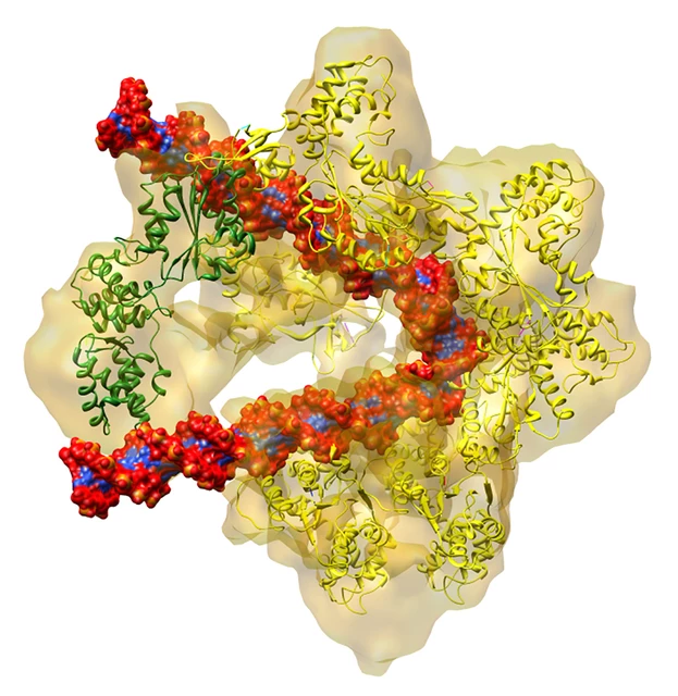 What Molecules Make Up The Sides Of The Dna Ladder - Mugeek Vidalondon