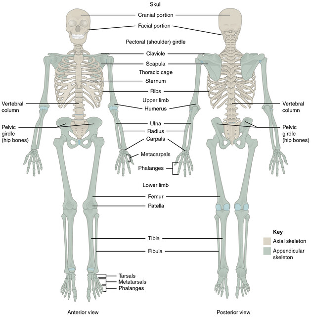 Human Axial Skeleton - StoryMD
