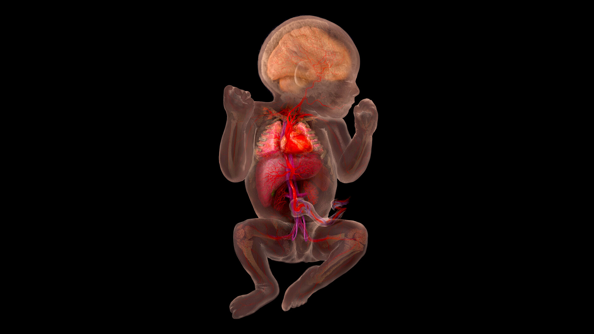 Development of Blood Vessels and Fetal Circulation - StoryMD