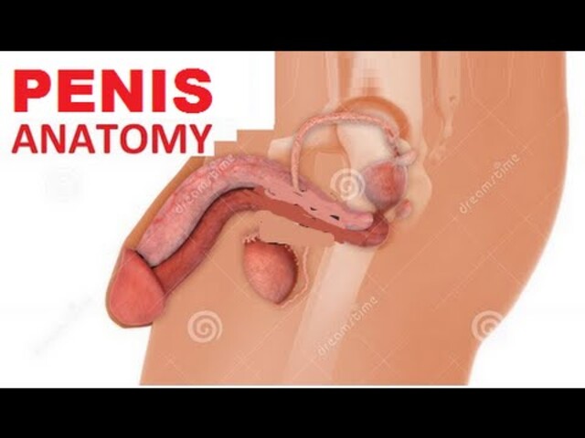 Male Reproductive System - StoryMD
