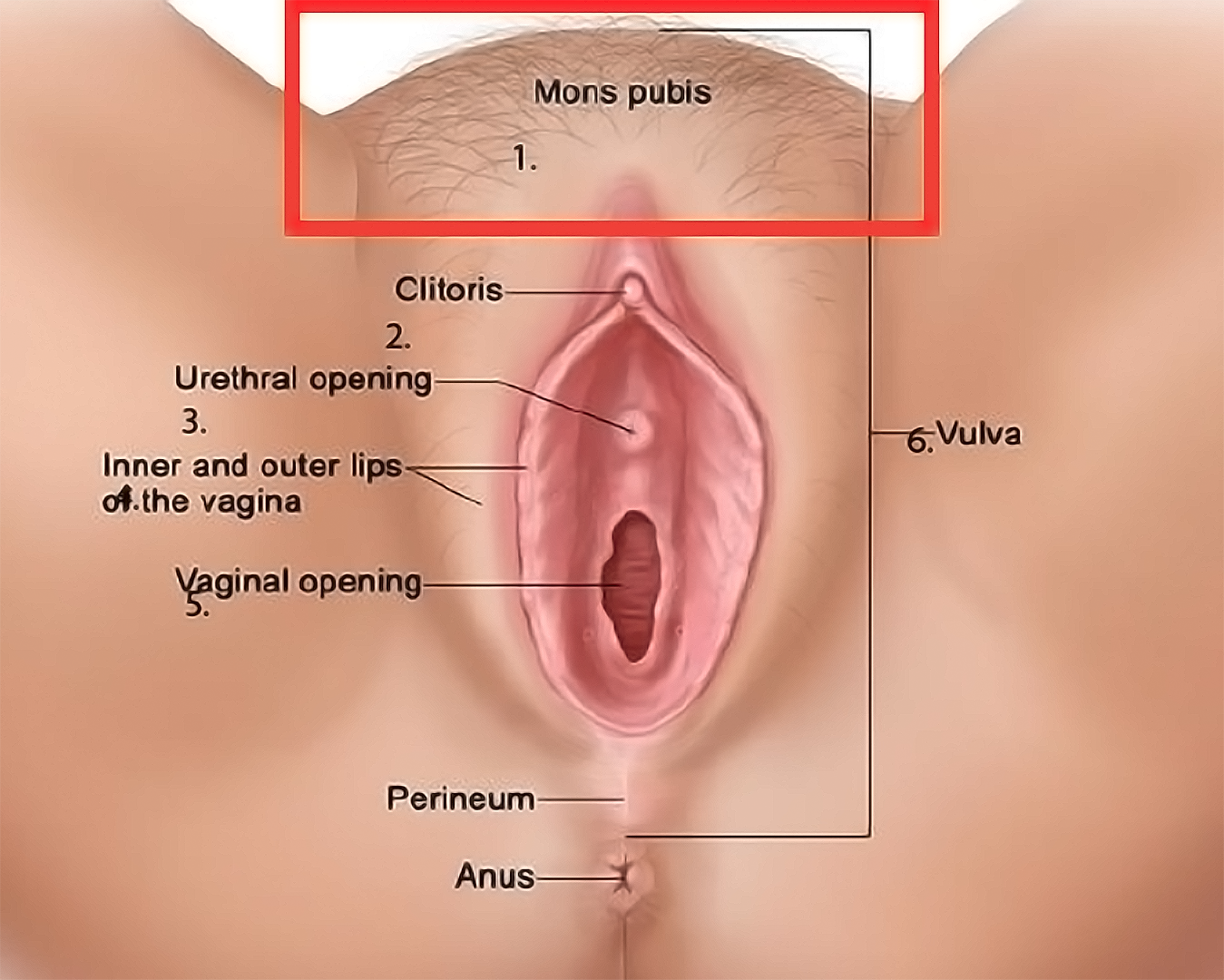 Mons Pubis StoryMD