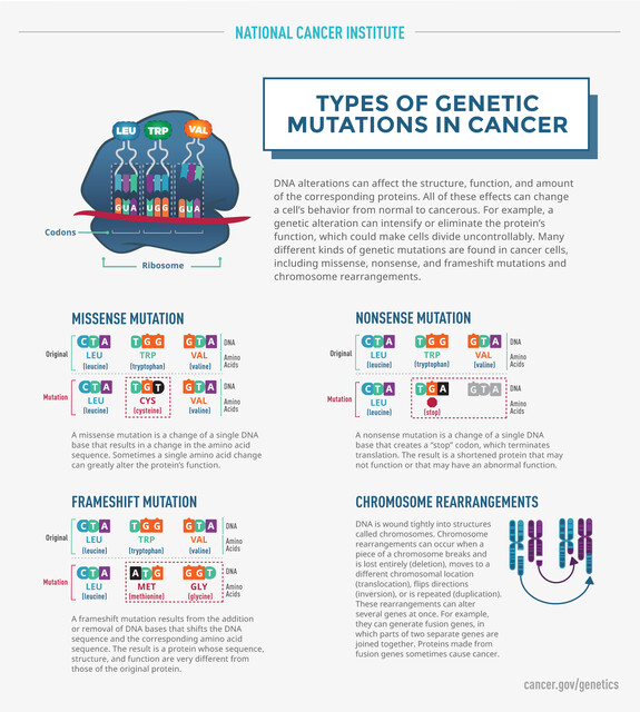 Types Of Genetic Mutations Chart