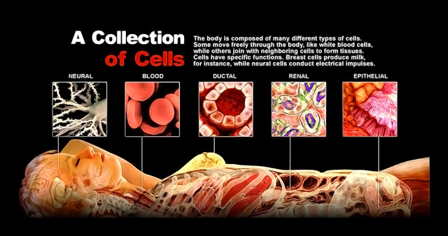 A Collection of Cells