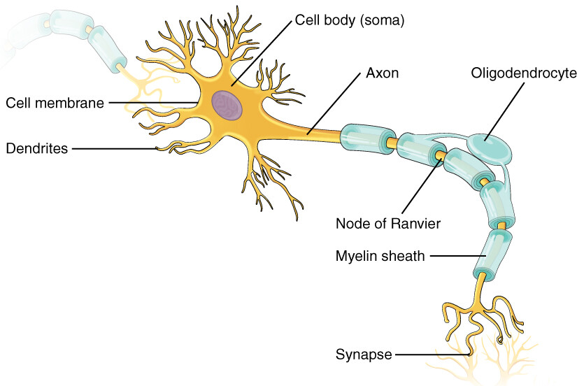 Axon hillock - Wikipedia