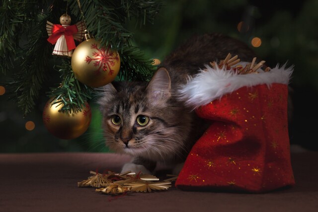 Holiday safety for pets