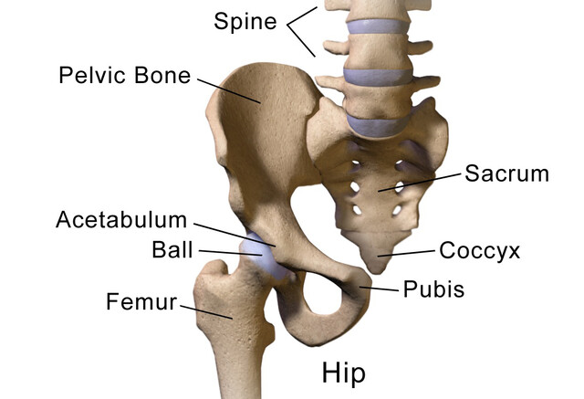 Pelvis (Hip bone) and Femur - Human Anatomy