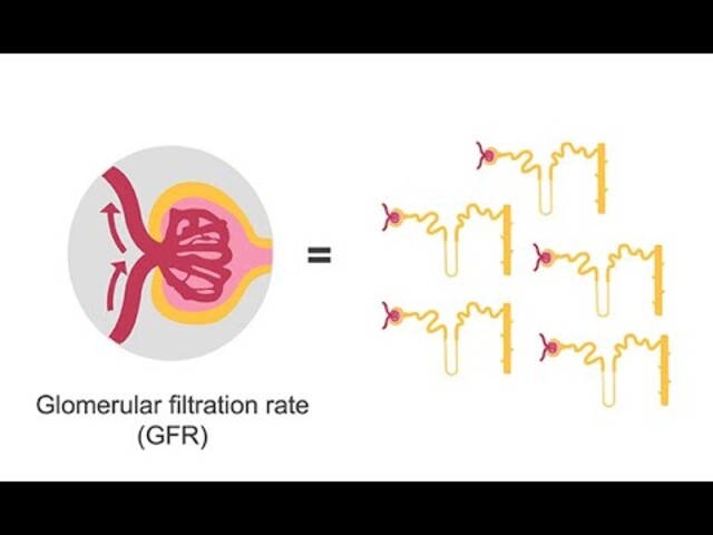 Glomerular Filtration Rate (GFR) Test - StoryMD