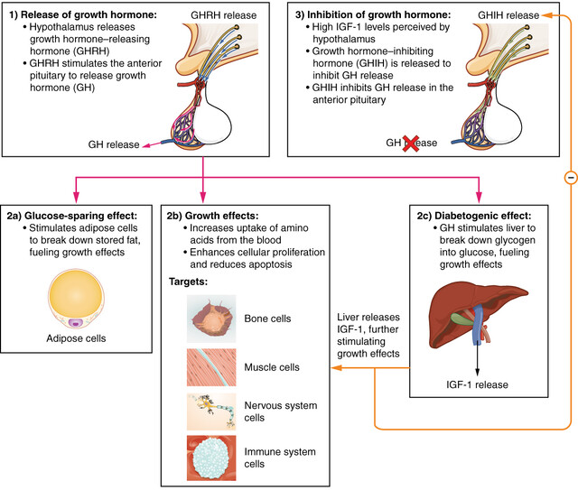 adenosine & ghk-cu micro-infusion system Adenosine Ghk Cu Micro Infusion System