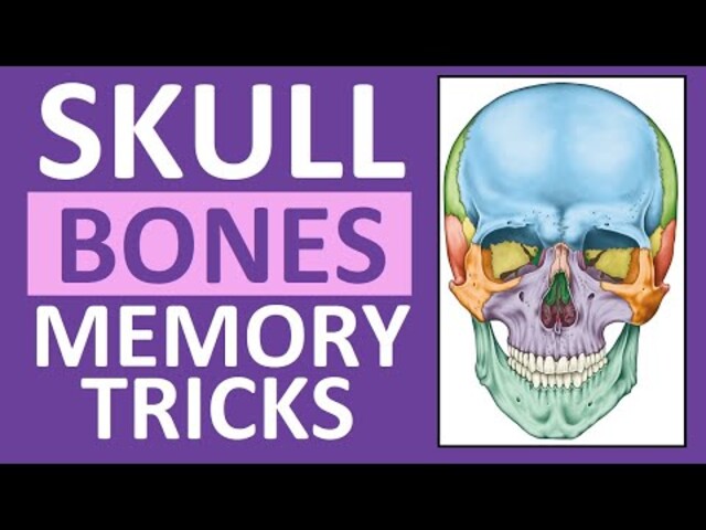 Skull - StoryMD