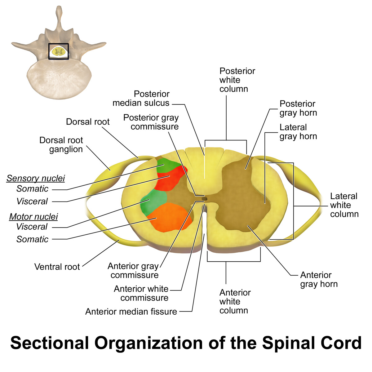 Spinal cord outlet ventral horn