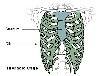 Structure Of The Rib Cage - How Many Ribs In Human Body - What Is The  Sternum 