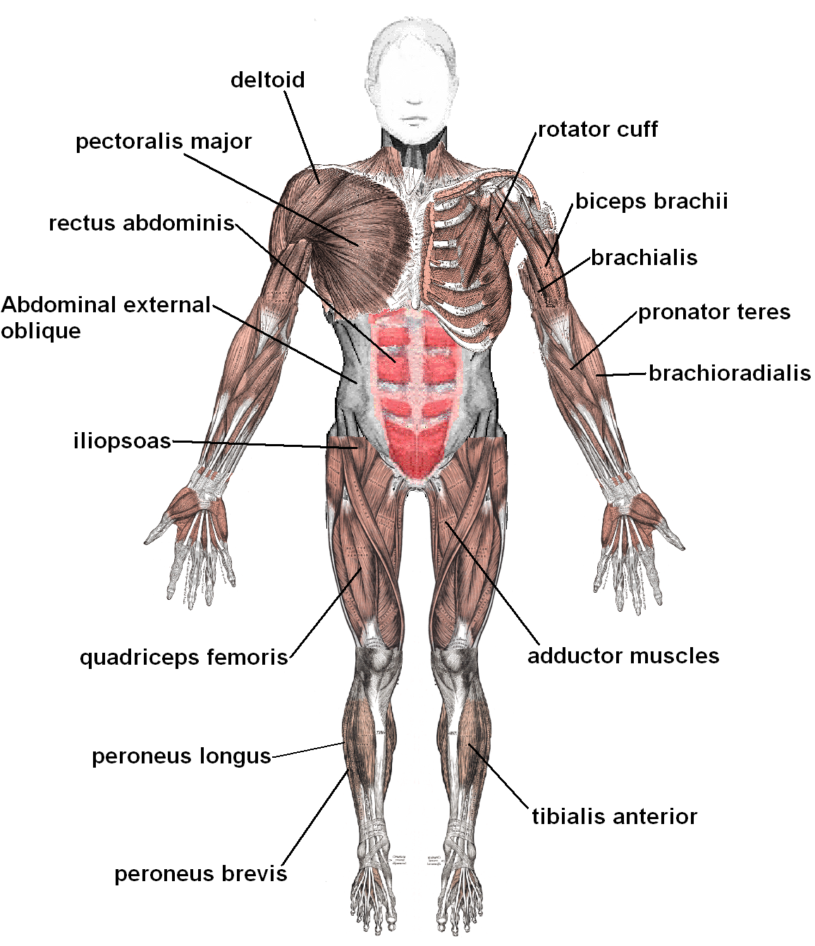 muscles-human-anatomy-and-physiology-physiology-muscle