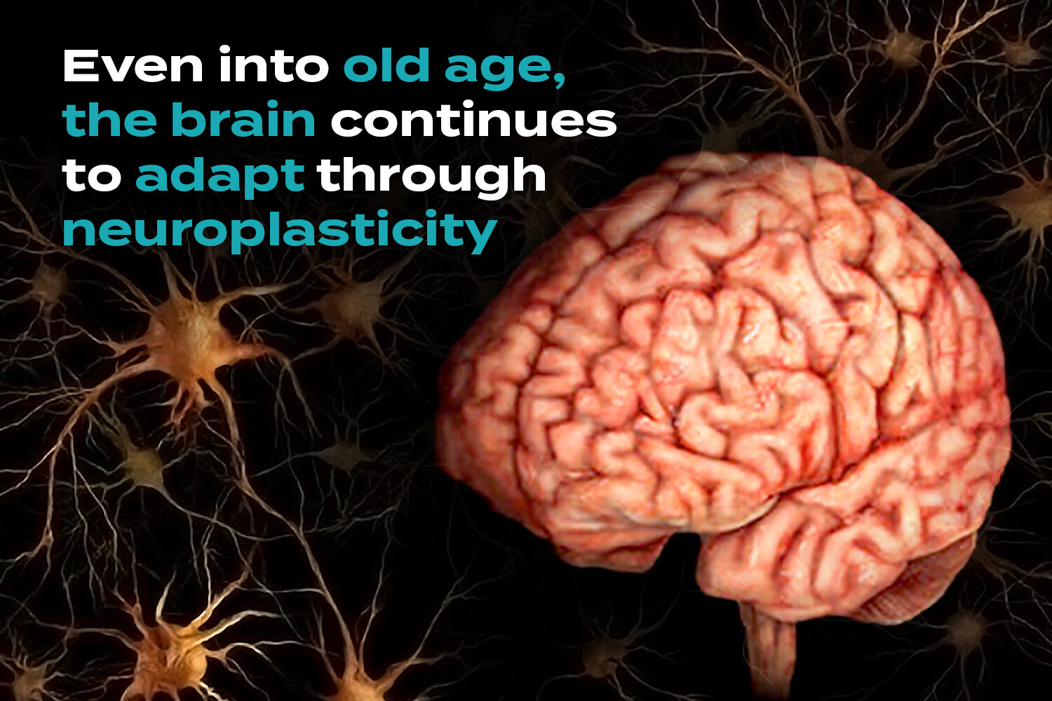 Unbelievable Facts About Human Brain Fascinating Facts About The Human