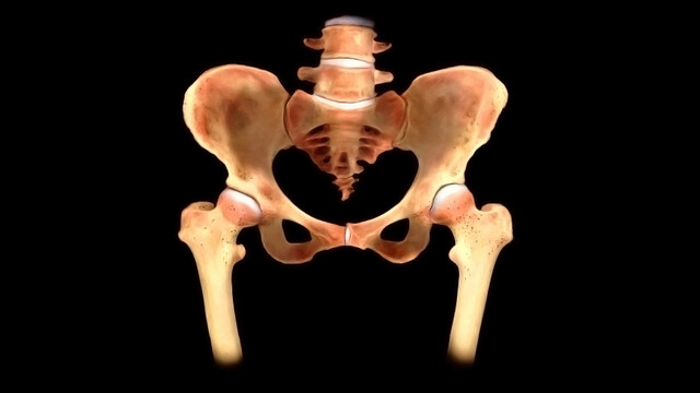 Bones of the Pelvis - Hip Bones - Anatomy Tutorial 