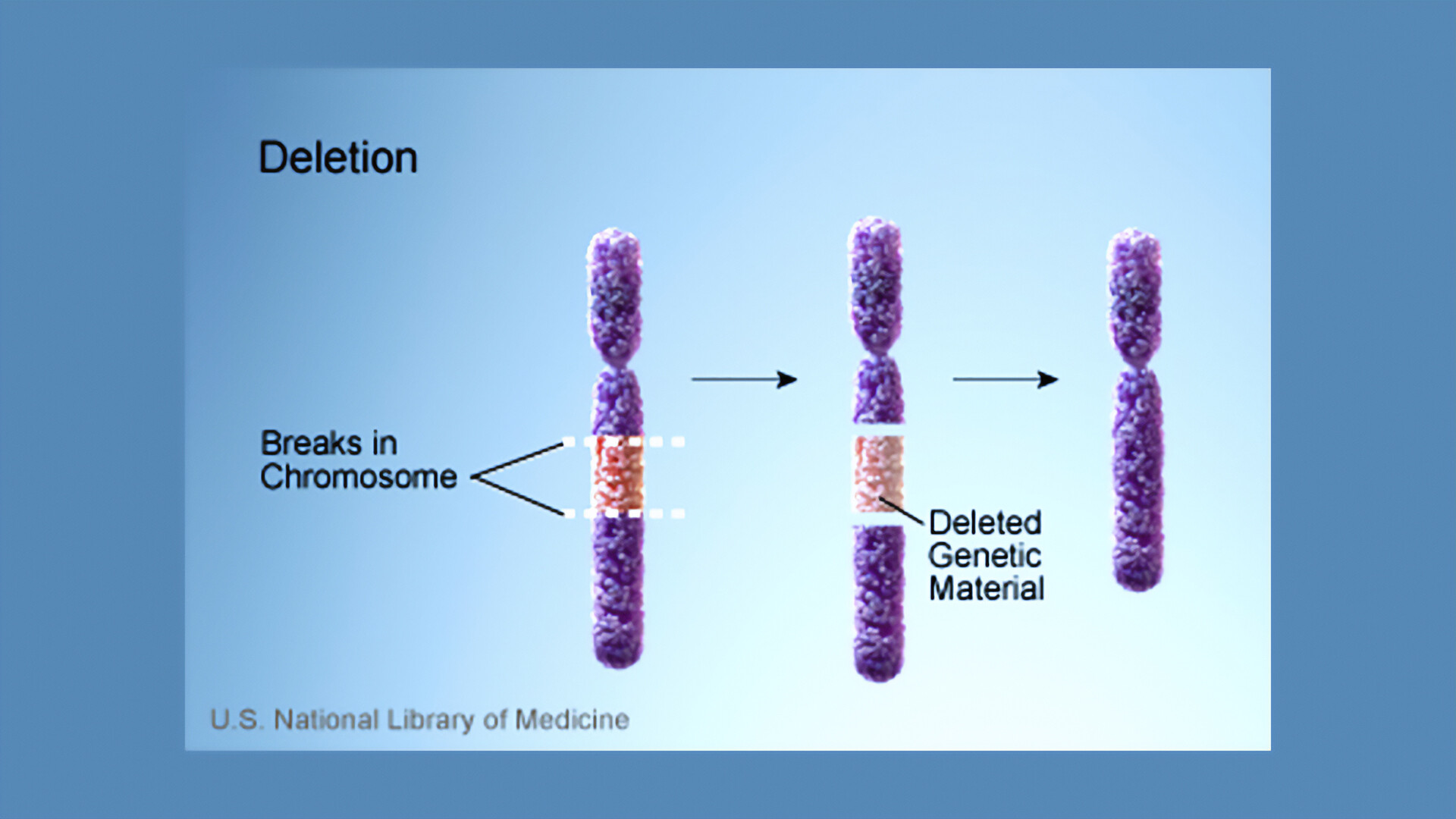 Псевдоаутосомные участки хромосом. Фрагментация хромосом. Chromosome deletion. Делеция хромосомы картинка.